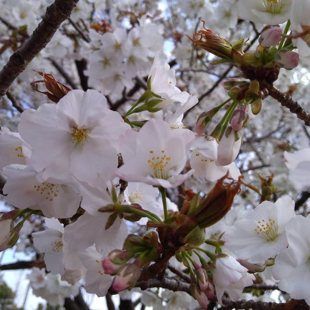 早川愛さんのインスタグラム写真 - (早川愛Instagram)「おはようございます♡ 今日から４月！新年度わくわくですね♡♡♡ 新元号の発表も気になりますね！ きのうはあたたかかったのでお花見をしてきたよ♡♡♡ 3時間もお散歩しました♡♡♡ ・  最近のネイルは、 流行りの押し花と大理石と何度もリピートしているヴァンクリ♡♡♡ 春ぽくてお気に入り...♡♡♡ ちょっと蟹みたいになっちゃった笑 ・ ・ ・  @nailmix_and_es #お散歩 #お花見 #桜ネイル  #春ネイル #押し花ネイル  #大理石ネイル #ヴァンクリネイル  #ブランドネイル #ピンクネイル  #新宿 #新宿三丁目  #ネイルミックス  #walking #cherryblossom #nailstagram  #pinknails」4月1日 7時14分 - megumegu_1006
