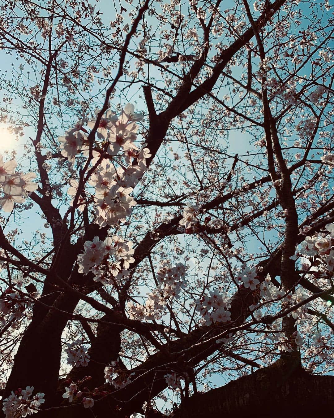 悠木イヴさんのインスタグラム写真 - (悠木イヴInstagram)「桜を取りに行って、1枚撮影。 レンズをかえてもう1枚……撮ろうとしたら「電池がありません」 悲しーーwww バッテリーはちゃんとチェックしてから行かないとですね。。 なのでスマホで撮ったやつ。🤭 まだ満開じゃなかったからいいんだもん。。またいくもん。。 #桜 #お花見 #おっちょこちょい」4月1日 7時31分 - eve_yuki_official