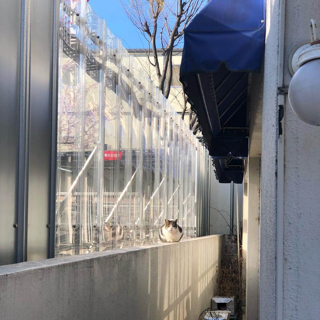 濱田マサルさんのインスタグラム写真 - (濱田マサルInstagram)「おはよう猫さん❤️」4月1日 7時34分 - hamadamasaru