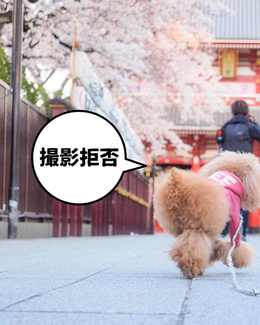 Toypoodle Mikuru?Asakusa Tokyoさんのインスタグラム写真 - (Toypoodle Mikuru?Asakusa TokyoInstagram)「20190401 Monday. Good morning! Friends 💕 今日から新年度がスタート 開門時間も夏時間となり、みくるの あさんぽ時間も30分早くなりました😄 . ❶ 朝っぽい？写真 ❷ 桜満開ですよ🌸 ❸ 飼主を見捨てるみくる ❹ オマケのみくるちゃん動画。今朝の法則は？ . 4月もよろしくお願いいたします🙏🏻🥰♥️ . #塩対応彼女 #七駅七彩 #浅草駅」4月1日 7時34分 - purapura299