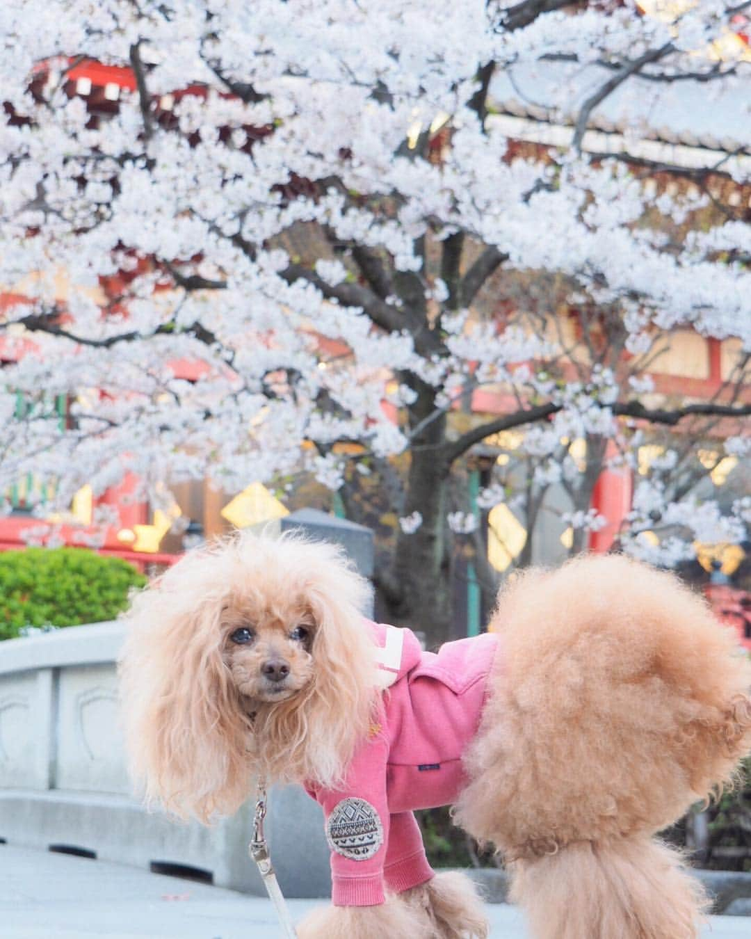 Toypoodle Mikuru?Asakusa Tokyoさんのインスタグラム写真 - (Toypoodle Mikuru?Asakusa TokyoInstagram)「20190401 Monday. Good morning! Friends 💕 今日から新年度がスタート 開門時間も夏時間となり、みくるの あさんぽ時間も30分早くなりました😄 . ❶ 朝っぽい？写真 ❷ 桜満開ですよ🌸 ❸ 飼主を見捨てるみくる ❹ オマケのみくるちゃん動画。今朝の法則は？ . 4月もよろしくお願いいたします🙏🏻🥰♥️ . #塩対応彼女 #七駅七彩 #浅草駅」4月1日 7時34分 - purapura299