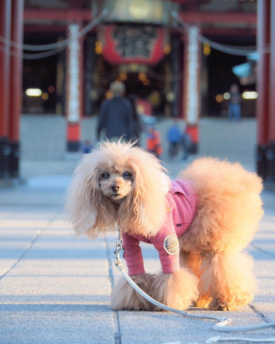 Toypoodle Mikuru?Asakusa Tokyoのインスタグラム