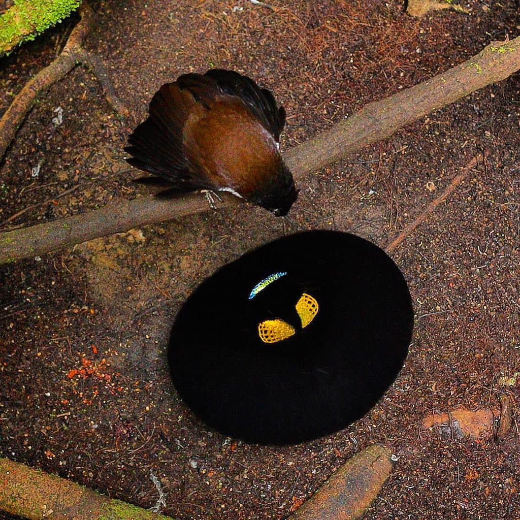 Tim Lamanさんのインスタグラム写真 - (Tim LamanInstagram)「Photo by @TimLaman and Ed Scholes for Netflix.  Is it really a bird?? A male Western Parotia Bird-of-Paradise at the moment when he flashes his breast shield upwards towards the female watching his performance.  Captured for the first time from the female POV for the new Netflix film “Our Planet” out April 5.  See the video in the recent post @TimLaman or see the full sequence in the Jungles episode of Our Planet after April 5.  It is our hope that Birds-of-Paradise can be the global ambassadors to conserve the forests of Papua.  Follow @TimLaman and @BirdsofParadiseProject to learn more about the incredible Birds-of-Paradise, and more details on how we filmed this sequence. #birdsofparadise #birds #rainforest #papua #Indonesia #dance #dancing #cornelllabofornithology」4月1日 7時41分 - timlaman
