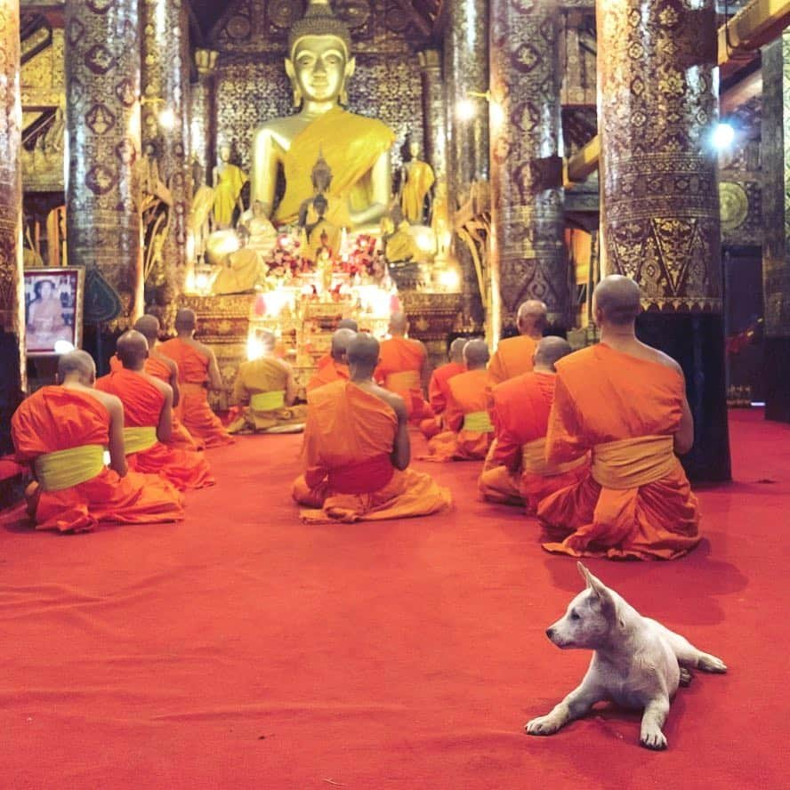 ナショナルジオグラフィックさんのインスタグラム写真 - (ナショナルジオグラフィックInstagram)「Photo by @irablockphoto | Buddhist monks are known to care for and feed stray animals that show up at their temples and monasteries. This dog at a temple in Luang Prabang, Laos, seems to enjoy the chanting of the monks at their evening prayers. #buddhism #dog #laos #lunagprabang #monks」4月1日 7時51分 - natgeo