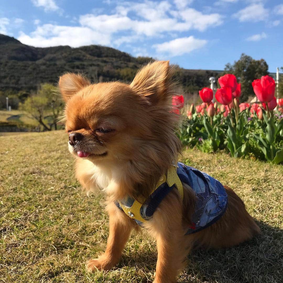 のインスタグラム：「* * 今日もいい天気☀️🌷 * * kulio💗🌷 * * #チューリップ #chihuahua#chihuahualove#dogstgram#dog#instadog#チワワ#チワワ大好き * *」