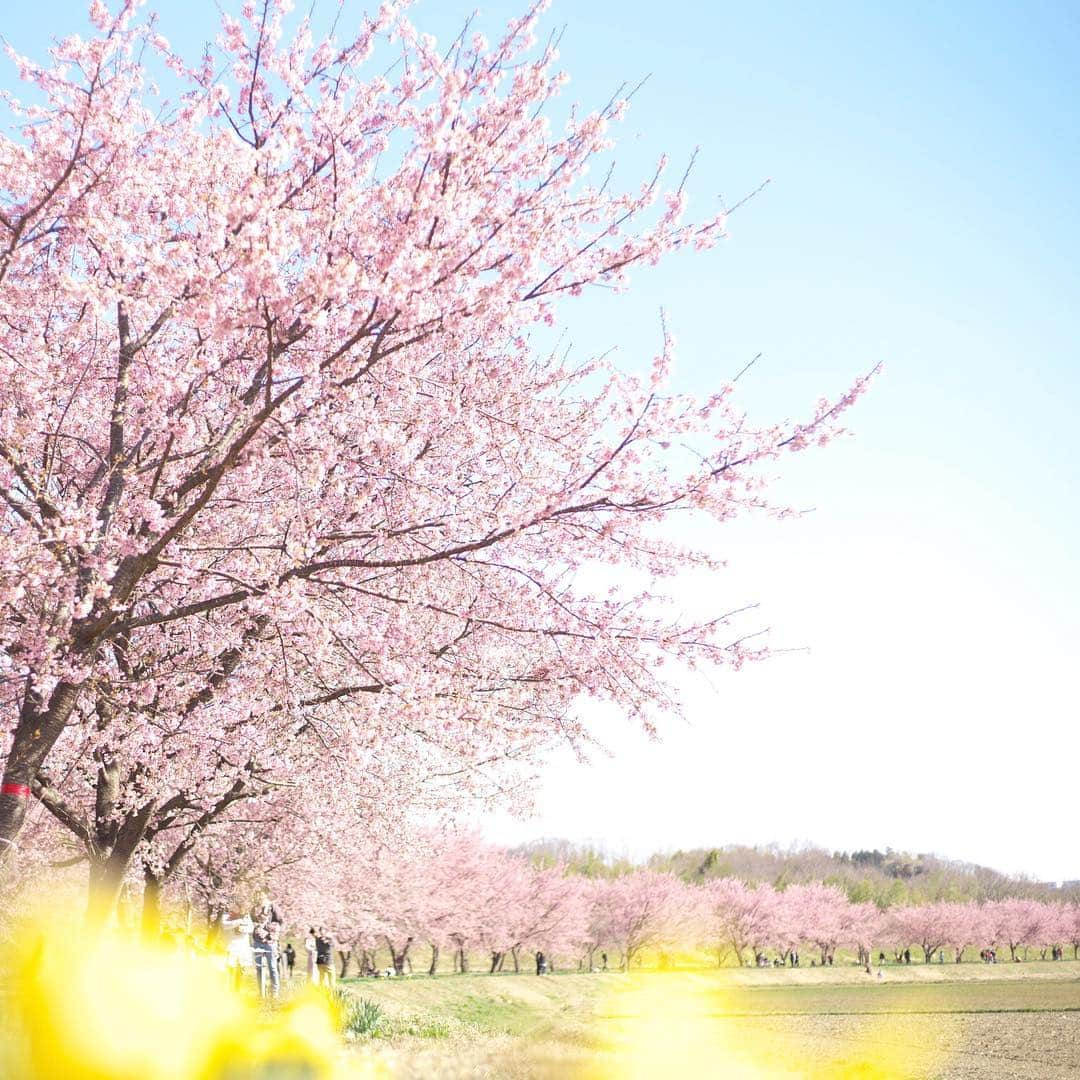 kiccyomuさんのインスタグラム写真 - (kiccyomuInstagram)「☀️ 2019.04.01 Mon * #北浅羽桜堤 #安行桜 🌸の長〜い桜並木 とりあえず、１往復しました☺️ * 白もピンク色も、 桜見頃になりましたネ〜 今日から4月… 今月も元気に🤗  location #埼玉 #坂戸 撮影 3月24日」4月1日 7時58分 - kiccyomu