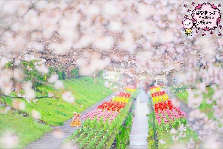 はなまっぷ❁日本の花風景さんのインスタグラム写真 - (はなまっぷ❁日本の花風景Instagram)「🍃🌸はなまっぷ平成最後の桜まつり🌸🍃 * @kawo_mc さんの 平成の桜に花まるを💮 * 平成を彩る日本の美しい桜をありがとうございます😊🌸🍃 * 神奈川  #江川せせらぎ緑道 Yokohama, Kanagawa Pref. * 見頃を過ぎている場所もご紹介しています。 お出かけの際はHP等で最新の情報をご確認くださいね🙏🌸🍃 * 🌸•••🍃•••🌸•••🍃•••🌸•••🍃•••🌸 * 🌸桜まつり概要🌸 * 期間:平成最後の日まで タグ:#はなまっぷ * #はなまっぷ  のタグの中から、桜のお写真をどんどんご紹介させていただきます。期間中はランダムに、複数枚投稿でもご紹介させていただく場合がございます。 * #桜#sakura#花見#さくら#日本#春#花#平成最後の#満開 * 🌸•••🍃•••🌸•••🍃•••🌸•••🍃•••🌸 * はなまっぷより * 💌LINEスタンプ「はなまっぷちゃん」絶賛発売中！みなさんのLINEにも花まるを💮 💌はなまっぷ本、Amazonや全国の書店さんで満開です！ぜひお手にとっていただけると嬉しいです🌸 * LINEスタンプ、はなまっぷ本は、プロフ欄記載のTwitterアカウントよりご確認ください。 * 🌸•••🍃•••🌸•••🍃•••🌸•••🍃•••🌸 *」4月1日 8時10分 - hanamap