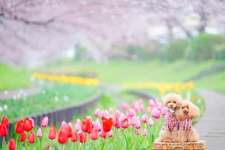 はなまっぷ❁日本の花風景さんのインスタグラム写真 - (はなまっぷ❁日本の花風景Instagram)「🍃🌸はなまっぷ平成最後の桜まつり🌸🍃 * @kawo_mc さんの 平成の桜に花まるを💮 * 平成を彩る日本の美しい桜をありがとうございます😊🌸🍃 * 神奈川  #江川せせらぎ緑道 Yokohama, Kanagawa Pref. * 見頃を過ぎている場所もご紹介しています。 お出かけの際はHP等で最新の情報をご確認くださいね🙏🌸🍃 * 🌸•••🍃•••🌸•••🍃•••🌸•••🍃•••🌸 * 🌸桜まつり概要🌸 * 期間:平成最後の日まで タグ:#はなまっぷ * #はなまっぷ  のタグの中から、桜のお写真をどんどんご紹介させていただきます。期間中はランダムに、複数枚投稿でもご紹介させていただく場合がございます。 * #桜#sakura#花見#さくら#日本#春#花#平成最後の#満開 * 🌸•••🍃•••🌸•••🍃•••🌸•••🍃•••🌸 * はなまっぷより * 💌LINEスタンプ「はなまっぷちゃん」絶賛発売中！みなさんのLINEにも花まるを💮 💌はなまっぷ本、Amazonや全国の書店さんで満開です！ぜひお手にとっていただけると嬉しいです🌸 * LINEスタンプ、はなまっぷ本は、プロフ欄記載のTwitterアカウントよりご確認ください。 * 🌸•••🍃•••🌸•••🍃•••🌸•••🍃•••🌸 *」4月1日 8時10分 - hanamap