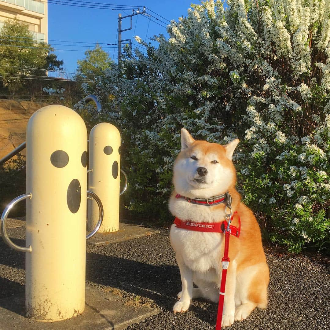 てんパパさんのインスタグラム写真 - (てんパパInstagram)「朝の光眩しい。 空気ヒンヤリ。 世界がキラキラ輝いてた。 #朝んぽ #ユキヤナギ #ハニワ公園」4月1日 8時13分 - tenchan.shiba