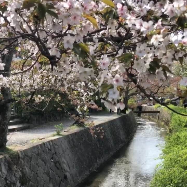 のインスタグラム：「#sakura last year in #Kyoto on my dream street! #cherryblossom」