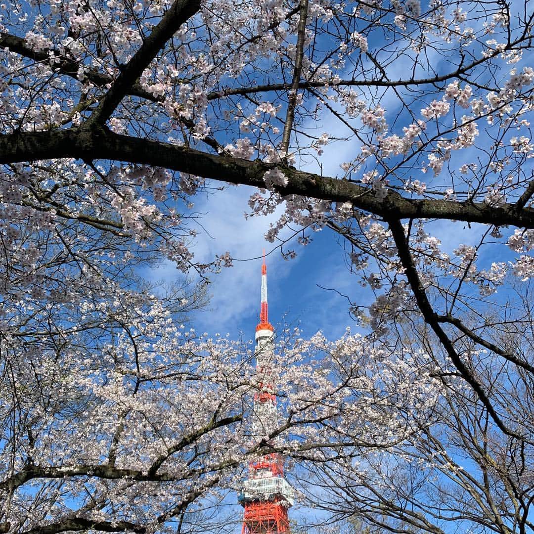 くろさんのインスタグラム写真 - (くろInstagram)「🗼🌸たわ！ #🗼 #tokyotower #東京タワー #芝公園 #増上寺 #zojoji #shibapark #cherryblossom #桜と東京タワー #東京タワーと桜 #tokyo_instagram #blueskyblue #doubletalllatte #starbuckscoffee #starbucks #tokyotower #スタバ #スターバックス #スターバックスコーヒー #東京タワーの見えるスタバ #東京タワーの見えるお店 #芝大門店 #スターバックスコーヒー芝大門店」4月1日 8時24分 - m6bmw