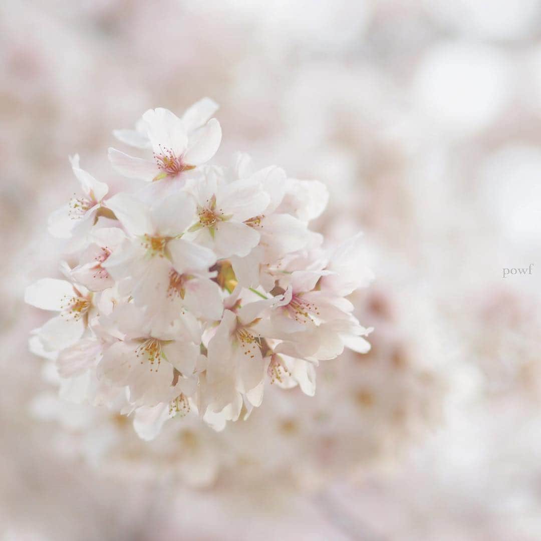 anemone_69のインスタグラム：「. Hello April ❀ . ❀ . #ソメイヨシノ #染井吉野 #sakura #サクラ #桜 #cherryblossom . . .」