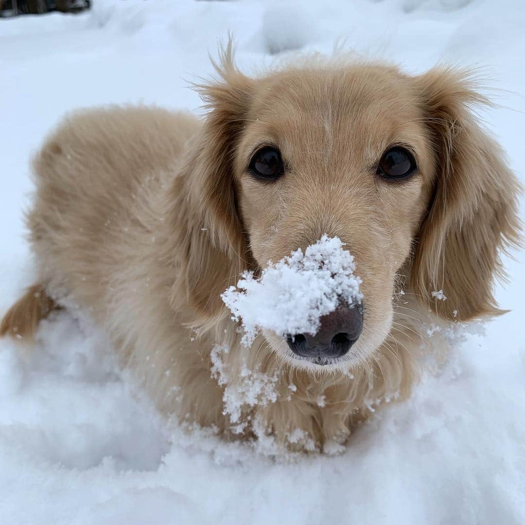 ハッチ＆ニコのインスタグラム：「Good morning ❄️ ２日連続まさかの雪景色 季節が１カ月逆戻り ニコは大喜びですけどね  #カメラ嫌い同好会 #pecoいぬ部 #犬の生活が第一 #癒しわんこ #dachshund #犬バカ部 #短足部 #ふわもこ部 #tokyocameraclub #東京カメラ部」