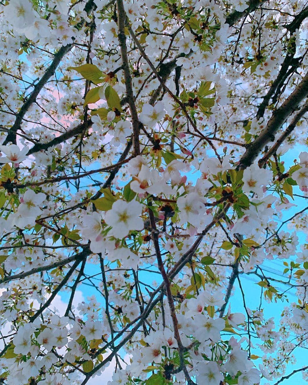 大森美知さんのインスタグラム写真 - (大森美知Instagram)「いよいよ4月１日✨歴史的な日🎌 午前11:30ごろ発表だよ！！ 平成最後の桜。今日ついに新元号 発表されるのドキドキする🗯 昭和に生まれて 平成が終わって ３つの元号 味わえると思ってなかった。 どんな意味の漢字が並ぶか楽しみ！ 4月も宜しくね❤️ ________________________________ #平成最後 #花見 #桜満開  #新元号 #❤️💭 #桜って位置高いから撮るの難しくない？ #わかるかな #よじ登って必死に撮った #🌸 #おはよう」4月1日 8時47分 - michi_oomori_official