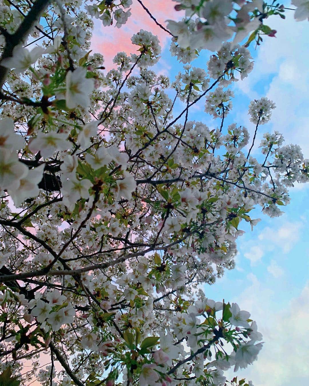 大森美知さんのインスタグラム写真 - (大森美知Instagram)「いよいよ4月１日✨歴史的な日🎌 午前11:30ごろ発表だよ！！ 平成最後の桜。今日ついに新元号 発表されるのドキドキする🗯 昭和に生まれて 平成が終わって ３つの元号 味わえると思ってなかった。 どんな意味の漢字が並ぶか楽しみ！ 4月も宜しくね❤️ ________________________________ #平成最後 #花見 #桜満開  #新元号 #❤️💭 #桜って位置高いから撮るの難しくない？ #わかるかな #よじ登って必死に撮った #🌸 #おはよう」4月1日 8時47分 - michi_oomori_official