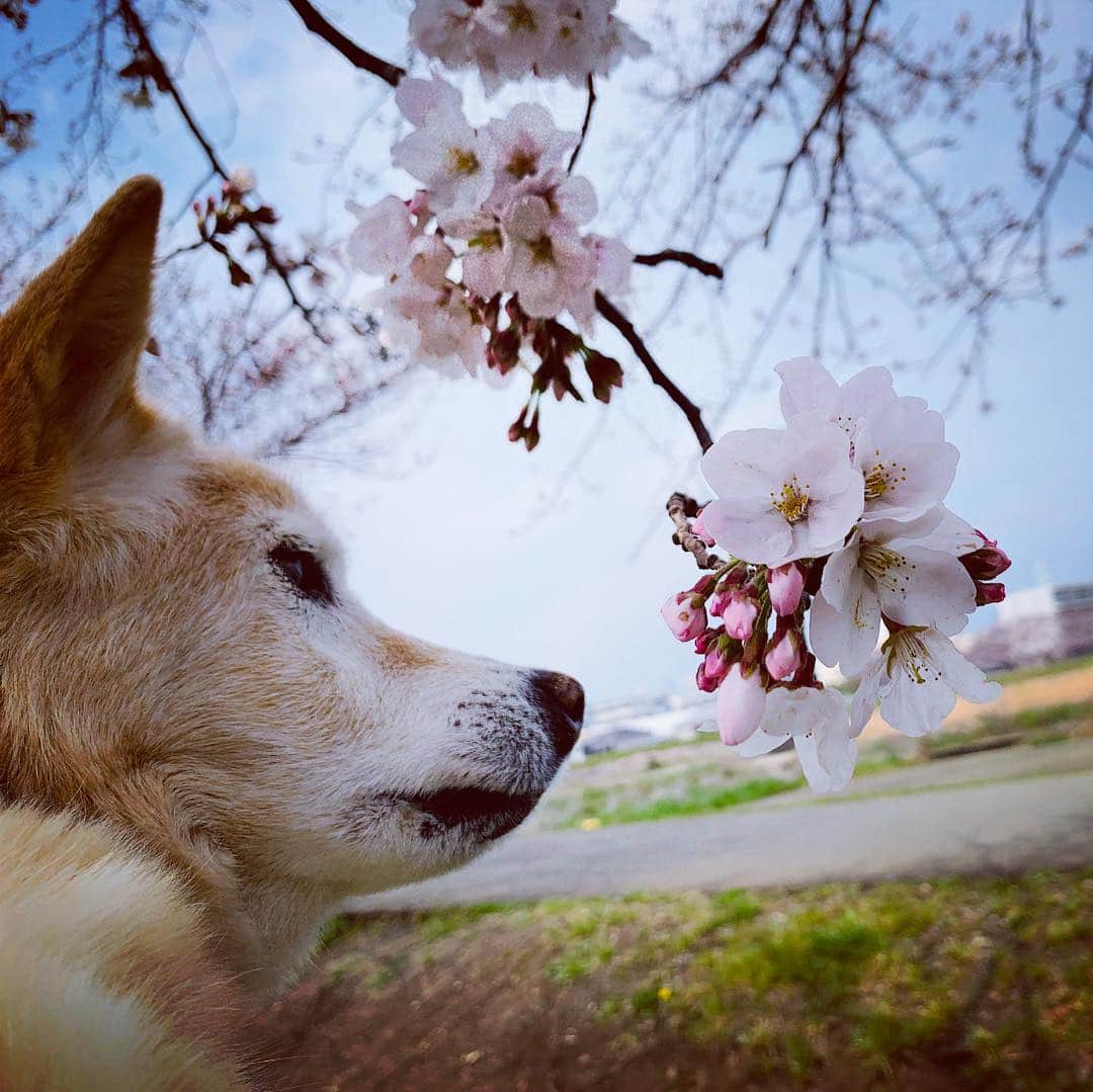 西川進さんのインスタグラム写真 - (西川進Instagram)「昨日は、 家族で近所の河原の桜を観に行きました、、、。 愛犬カルが家族になってから、19年目の春、、、。 今年もカルと桜が観られて、、、本当に良かった、、、。 2019年3月31日撮影  #空　#雲　#宇宙　#西川進　#ギタリスト　#モッズスタイル　#大事に思う気持ち　#季節を感じていきたい　#癒しの植物  #愛犬 #カル　　#桜　#春　#19年目」4月1日 8時52分 - susumu_nishikawa_5
