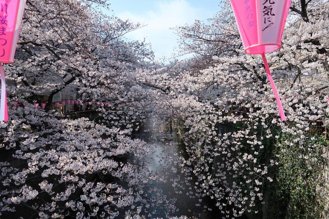 笛木優子のインスタグラム：「おはようございます🌸 新年度が始まりますね。 気持ち新たに頑張って行きましょう🙆‍♀️」