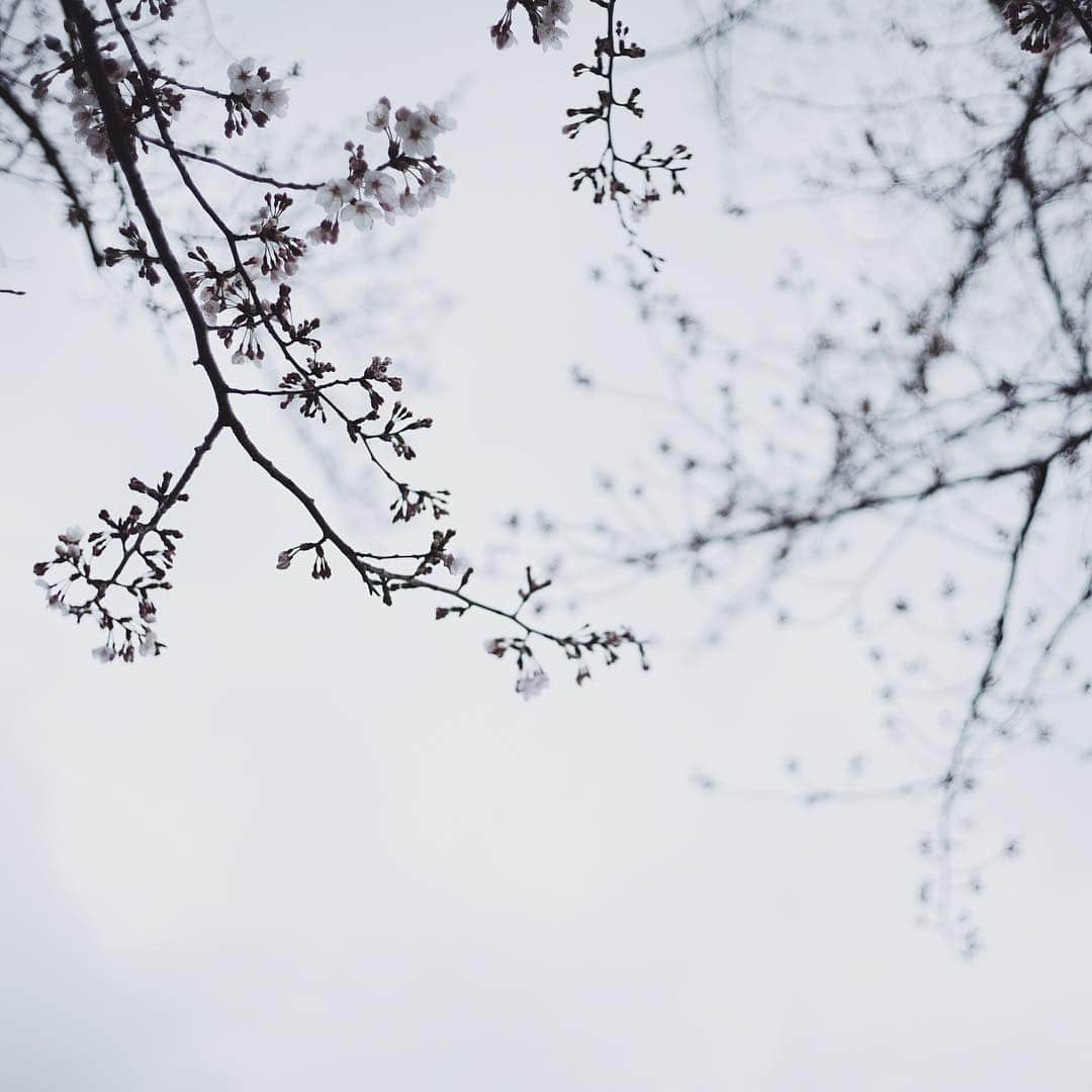 のインスタグラム：「April 1st 🌸﻿ ﻿ ﻿ ﻿ 新社会人や学生さん、何か新しい一歩を踏み出すみなさん、おめでとうございます。健やかな日々を。﻿ ﻿ ﻿ ﻿ #sakura#20190401」