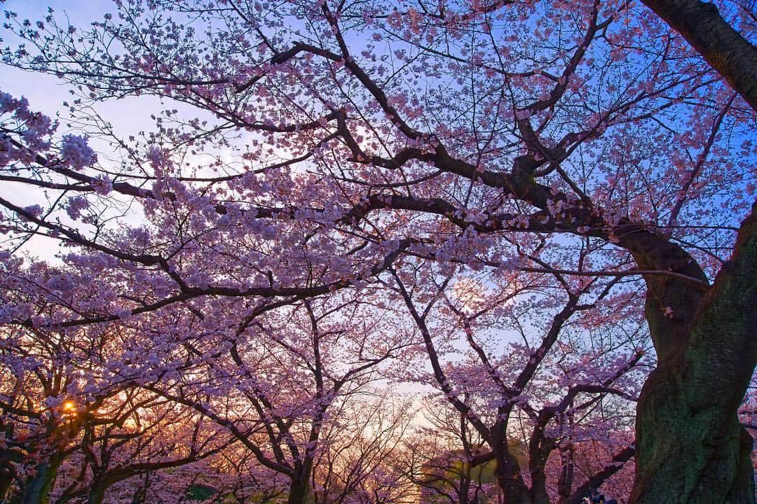 Takemi Yoshiokaさんのインスタグラム写真 - (Takemi YoshiokaInstagram)「🌸 桜 #代々木公園#桜#sakura #yoyogipark#japan#はなみ  #お花見」4月1日 9時07分 - takemi12mg