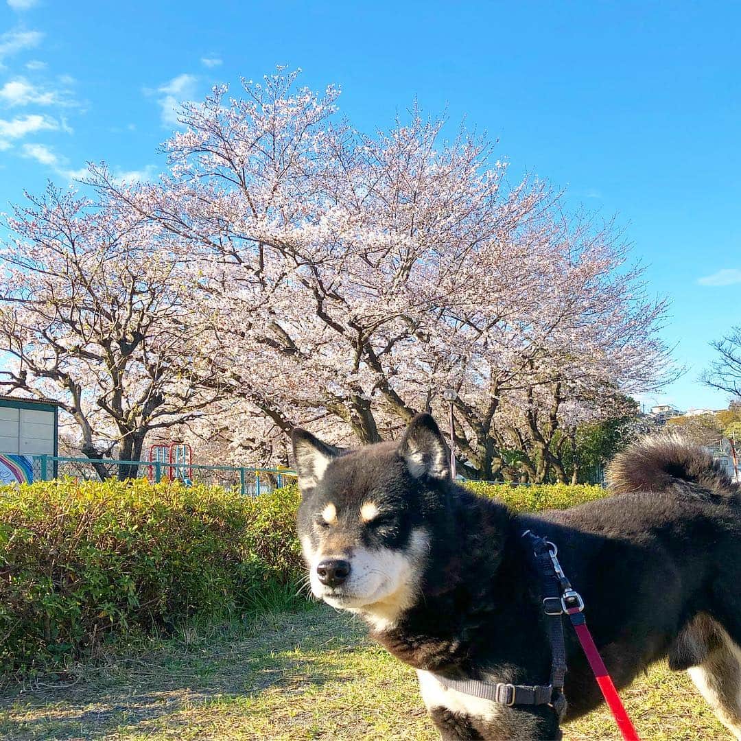 小川博永さんのインスタグラム写真 - (小川博永Instagram)「4月が始まった。あと1ヶ月で平成も終わるのか。  #今朝まる #ししまる #dog #dogs #柴犬 #黒柴」4月1日 9時08分 - ogawahironaga