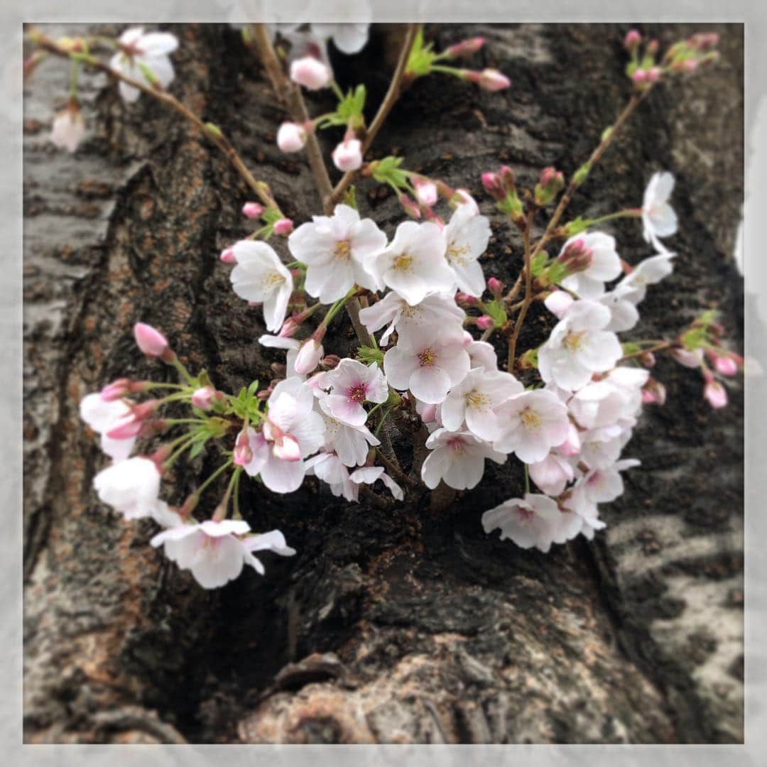 山崎勝之さんのインスタグラム写真 - (山崎勝之Instagram)「太い幹から ちょろり桜も 好きですなぁ」4月1日 9時20分 - chan_yama