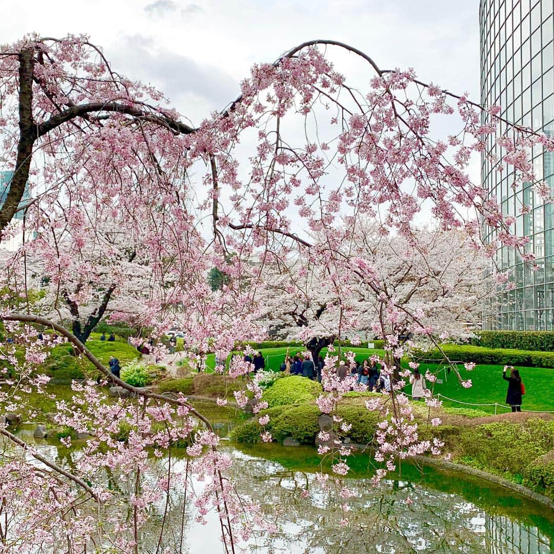 福井晶一さんのインスタグラム写真 - (福井晶一Instagram)「桜、満開🌸 日本人に生まれて良かったと思う、心躍る季節です。 いよいよ今日から４月突入！  #桜満開 #毛利庭園 #六本木ヒルズ」4月1日 9時20分 - shoichi.fukui