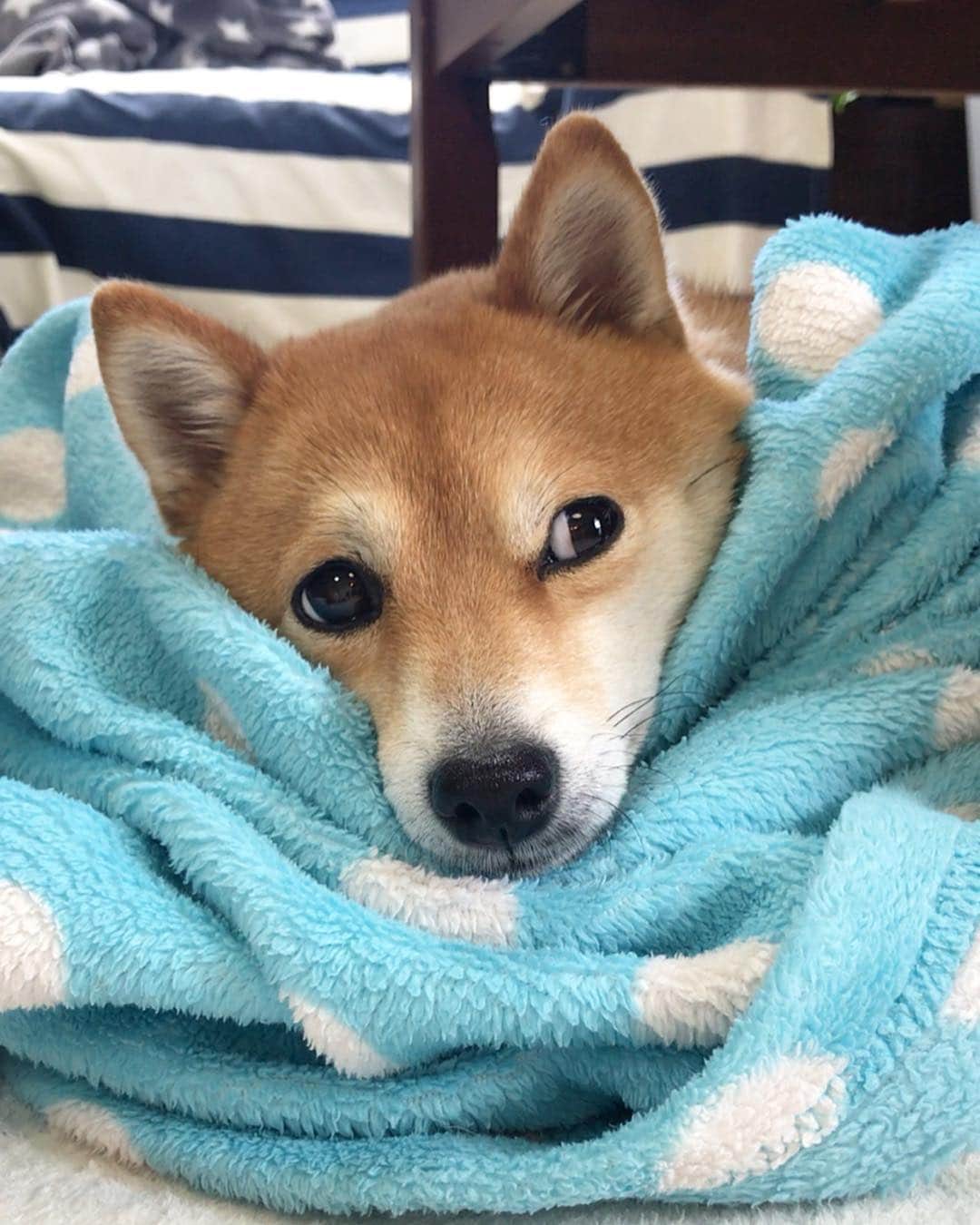 豆柴 サニーちゃんさんのインスタグラム写真 - (豆柴 サニーちゃんInstagram)「. . Good morning〜おはよ〜🐻💤🌷 . 新しい元号 なにかな〜なにかな〜❓ キョロキョロさにたん👀 . 昨日で平成終わると思った〜 まだ4月は平成なんだね😆 . 平成ラスト1ヶ月 たのしんでこ〜🐻🐾💕 . . #あごのっけ #キョロキョロおめめ #白目がチラリ #毛布大好き犬 #もぐらちゃん . #柴犬#豆柴 #赤柴 #まめしばいぬ#まめしば#いぬのきもち#ふわもこ部 #pecoいぬ部#pecotv#サンデイ#サンデイいぬ組#anicas #shiba_snap#todayswanko#west_dog_japan #shibainu #shiba#mameshiba#shibastagram #豆柴サニーちゃん」4月1日 9時17分 - sunny_rei_32