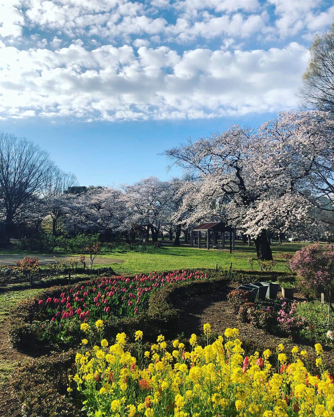 菅井悦子さんのインスタグラム写真 - (菅井悦子Instagram)「今朝の公園は、全ての色が美しかった✨ さて新元号は何になるのかなー🤔 ※今日はお馬さんにも会えましたよ❤️ #桜#sakura」4月1日 9時23分 - etsuko313