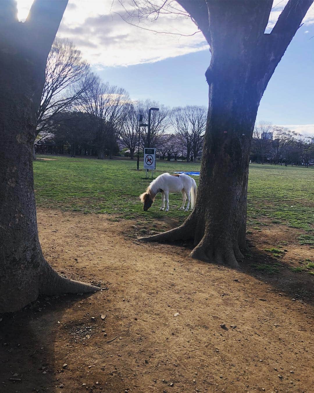 菅井悦子さんのインスタグラム写真 - (菅井悦子Instagram)「今朝の公園は、全ての色が美しかった✨ さて新元号は何になるのかなー🤔 ※今日はお馬さんにも会えましたよ❤️ #桜#sakura」4月1日 9時23分 - etsuko313
