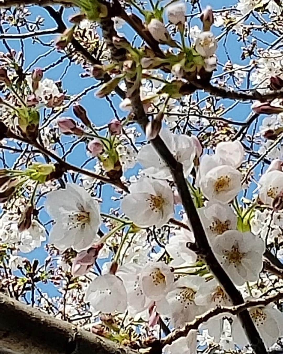 梅沢富美男さんのインスタグラム写真 - (梅沢富美男Instagram)「我が家の桜「染子さん」が咲き始めましたよ。 今年も美人さん。  今日はこれからミヤネ屋に行ってきます！」4月1日 9時26分 - tomioumezawa