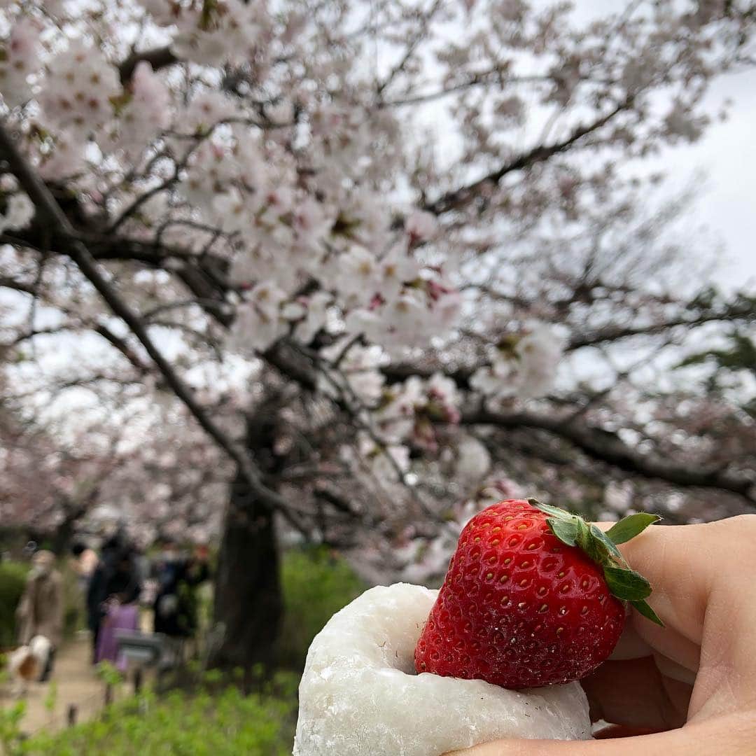 中村秀香さんのインスタグラム写真 - (中村秀香Instagram)「おはようございます。 今日から4月。私事ですが社会人3年目に突入しました🙇‍♀️ 今後ともよろしくお願い致します。  写真は先日、プライベートで行った夙川の桜です🌸 いちご大福を食べて、春を感じられる１日でした✨」4月1日 9時32分 - hideka_ytv
