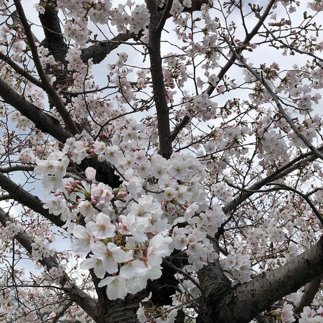 中村秀香のインスタグラム：「おはようございます。 今日から4月。私事ですが社会人3年目に突入しました🙇‍♀️ 今後ともよろしくお願い致します。  写真は先日、プライベートで行った夙川の桜です🌸 いちご大福を食べて、春を感じられる１日でした✨」