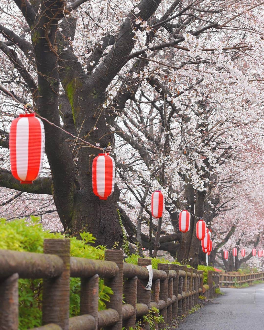 meekooさんのインスタグラム写真 - (meekooInstagram)「雨上がりの朝🌸 静かで心が落ち着きました😊 location：埼玉県 #元荒川の桜並木  2019.3.31撮影  #りんご旅2019」4月1日 9時32分 - meekoo