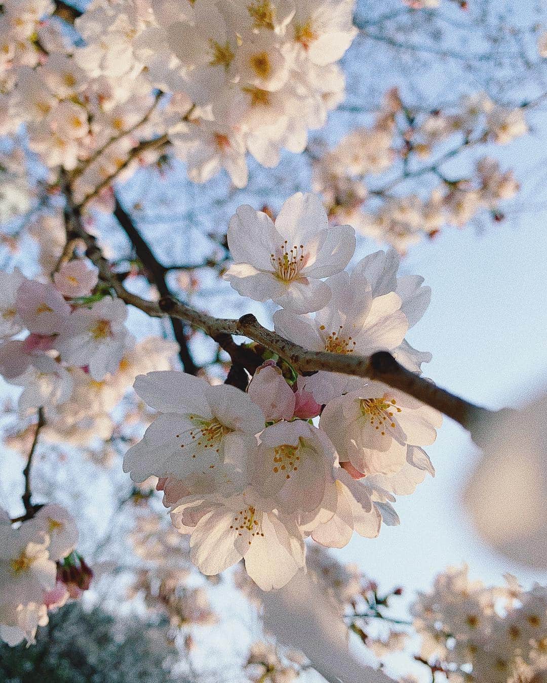 猪鼻ちひろのインスタグラム：「hello April‪🌸﻿ 新元号を発表します﻿ ﻿ 【希雲】キウン、と見せかけて‬﻿ ‪読み方は【キュン💘】です。﻿ ﻿ #絶対当たらないシリーズ #Twitter #いっぱい書いたけど﻿一個にしぼった﻿ #永遠と予想できるけど終わり見えなかったやつ﻿﻿ #新元号 #新元号予想﻿ #エイプリルフール」