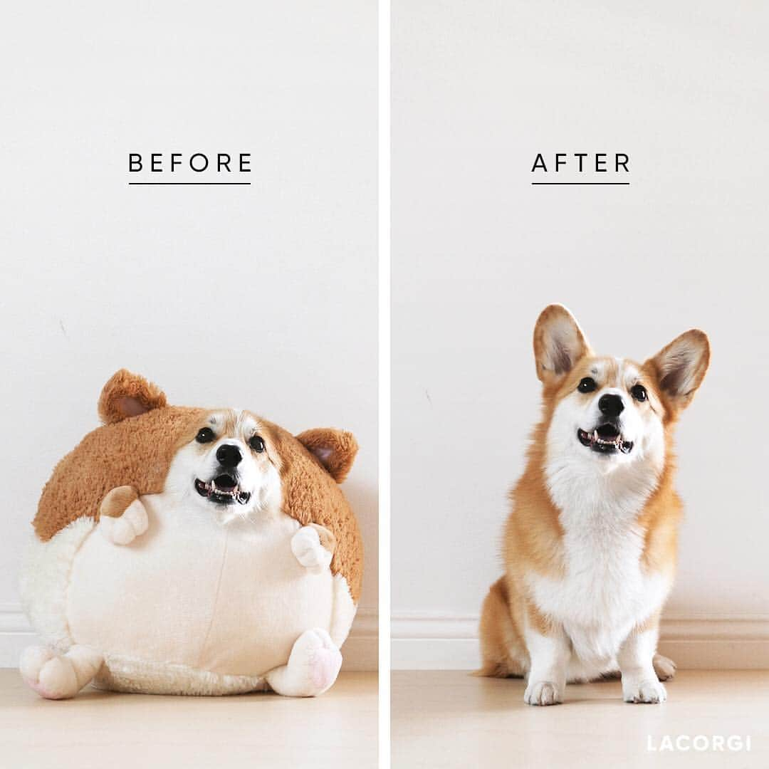 Geordi La Corgiさんのインスタグラム写真 - (Geordi La CorgiInstagram)「With the right diet & exercise, I’m feeling like a whole new corgo!! Incredible! 💯✨」4月1日 9時44分 - lacorgi