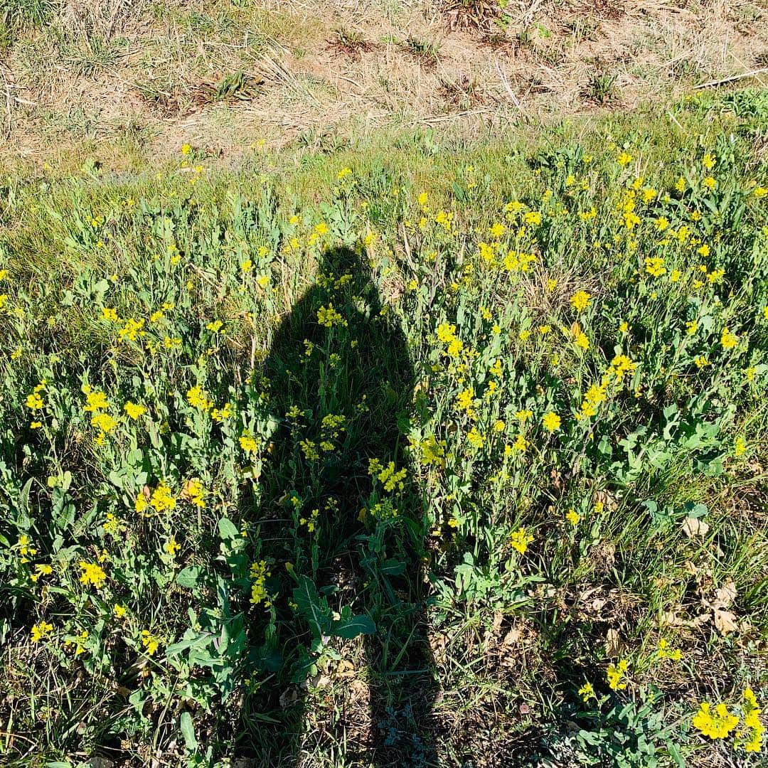 サトウヒロコさんのインスタグラム写真 - (サトウヒロコInstagram)「🏃‍♀️ 今日も5キロRUN！ 沢山お花が咲いていてついつい道草。 ・ #サトウヒロコ #ひとり遊び #ランニング女子 #シンガーソングライター #シンガーソングランナー #川沿いランニング #栃木 #日本 #japan #Instagram #beauty #beautyplus #ノーメイクでも安心 #おひとりさま女子 #花 #オオイヌノフグリ #タンポポ #菜の花 #桜」4月1日 9時59分 - satohiroko1208