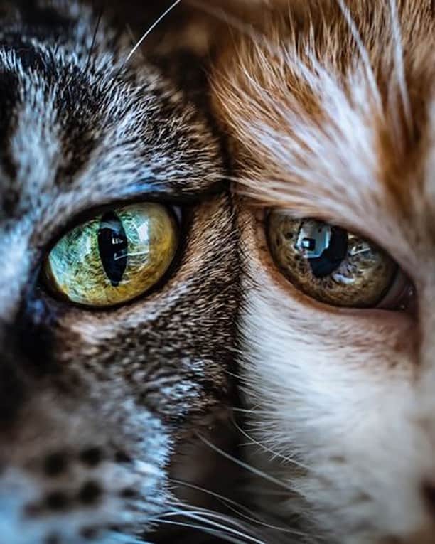 のインスタグラム：「Beautifur pawtrait !!⠀ ⠀ 📷@felicefelines⠀ ⠀ #meowed #felicefelines #closeup #cateye  #🇳🇱」