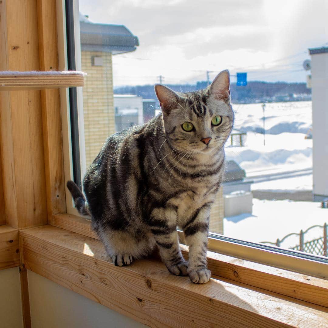 マアルのインスタグラム：「まろんちゃん🐈 #北海道 #旭川市 #ペットホテル #アメリカンショートヘア #americanshorthair」