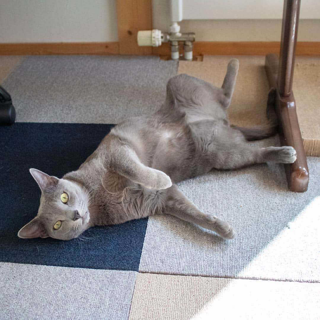 マアルさんのインスタグラム写真 - (マアルInstagram)「ふーちゃん🐈 #北海道 #旭川 #ペットホテル #ロシアンブルー #russianblue」4月1日 15時31分 - psmaaru