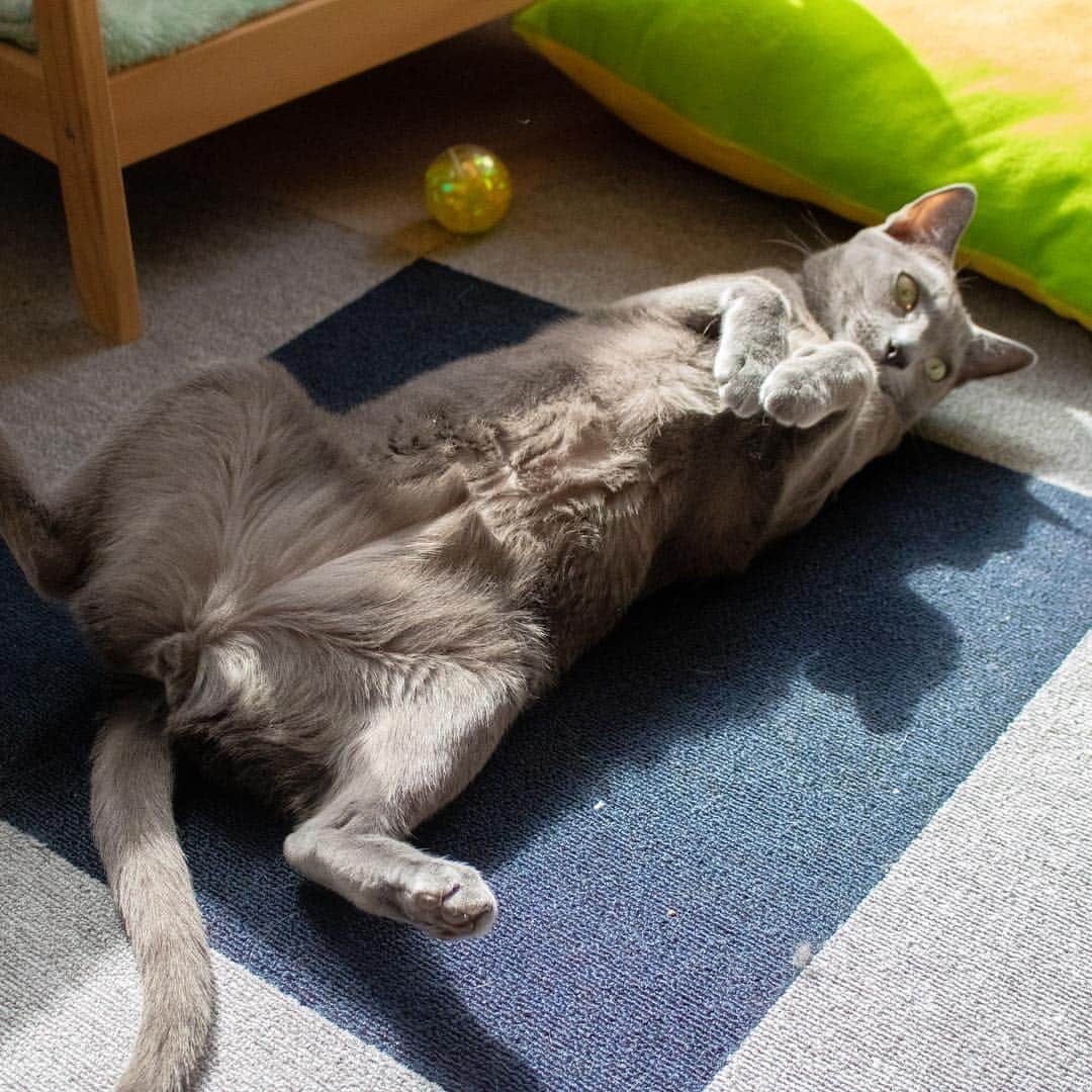 マアルのインスタグラム：「ふーちゃん🐈 #北海道 #旭川 #ペットホテル #ロシアンブルー #russianblue」