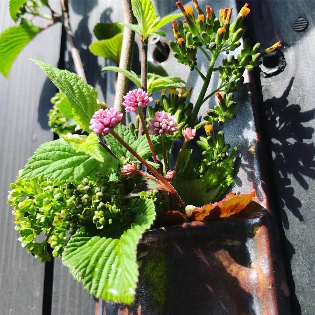 のインスタグラム：「新年度。  茶庭の手入れからスタート！ 本日、茶稽古であります。  #toggy #chado #flower #茶花 #茶道」