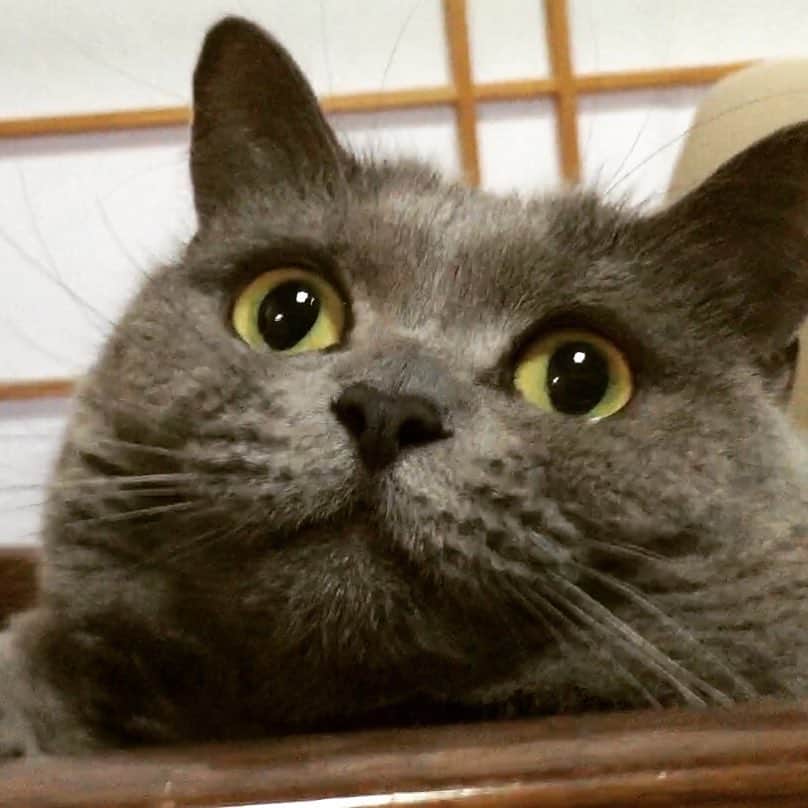 チキン南蛮カレーのルウ王子のグルメインスタ