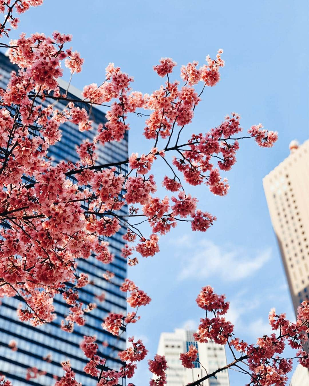 メリル・デイヴィスさんのインスタグラム写真 - (メリル・デイヴィスInstagram)「🌸 Portrait mode #sakura」4月1日 10時16分 - meryledavis