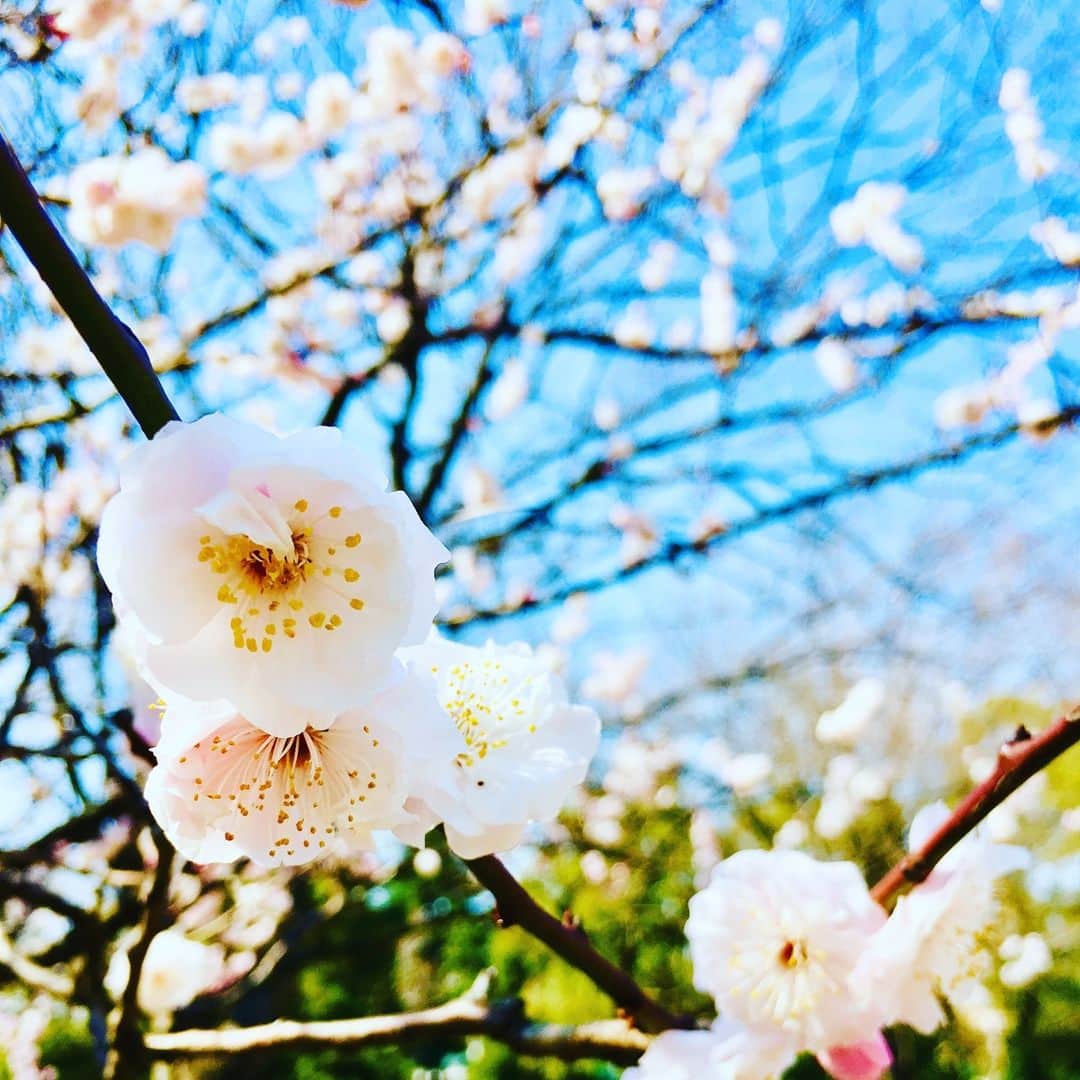 LOHACO（ロハコ）さんのインスタグラム写真 - (LOHACO（ロハコ）Instagram)「みなさん、ちょっと寒かったですが、 週末はお花見されましたか？ ロハコのオフィスの近くも桜が満開です🌸  気持ちのよい季節、新しい季節、 今週も張り切ってまいります！ (´ v｀ノノ✿：･❀・；✿：･❀・；✿：･❀・；✿：･❀・；✿：･❀・；✿. . #桜 #お花見 #新生活 #なんでもロハコ #ロハコ #LOHACO﻿ #暮らし #くらし  #lohacobyaskul #askul #アスクル」4月1日 10時16分 - lohaco.jp