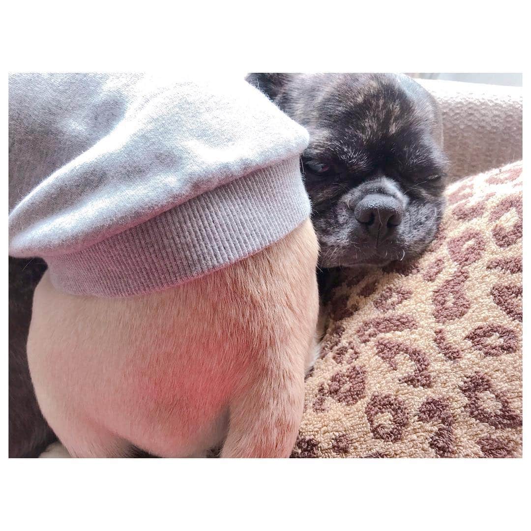 李ヒャンさんのインスタグラム写真 - (李ヒャンInstagram)「gm☻ 気持ちよく寝ているぽーに普通に乗って寝るトト。 ぽーは一応、うー。 って言ってみるものの、怒らず受け入れる。 ほんと優しい子😚 そして、散歩中散り始めた桜を食べまくって吐きまくったトト。 相変わらず手がかかるのはやはりトトです😂 #frepug #pug #frenchbulldog #ilovemydog #ぽにトト」4月1日 10時17分 - 73hyang