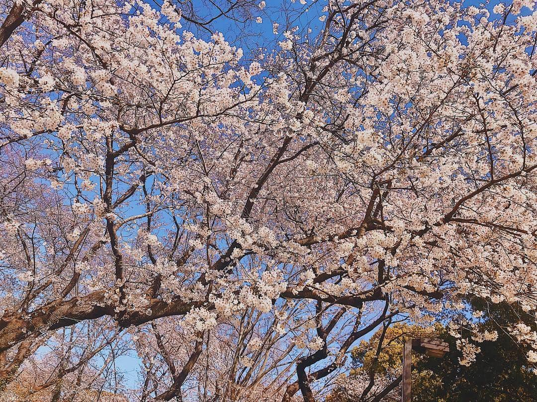 西谷麻糸呂さんのインスタグラム写真 - (西谷麻糸呂Instagram)「今朝は代々木公園で撮影してきました🌸 桜が満開でキレイでした☻ お花見は自分が参加するより、してる人達を遠目で見ている方が好きです。笑  今日から4月。 一日一日を楽しく大切に過ごしていきましょうネ🐛 新元号発表も楽しみ😊 * * * #sakura #shooting #photography #japan」4月1日 10時31分 - mashiron21