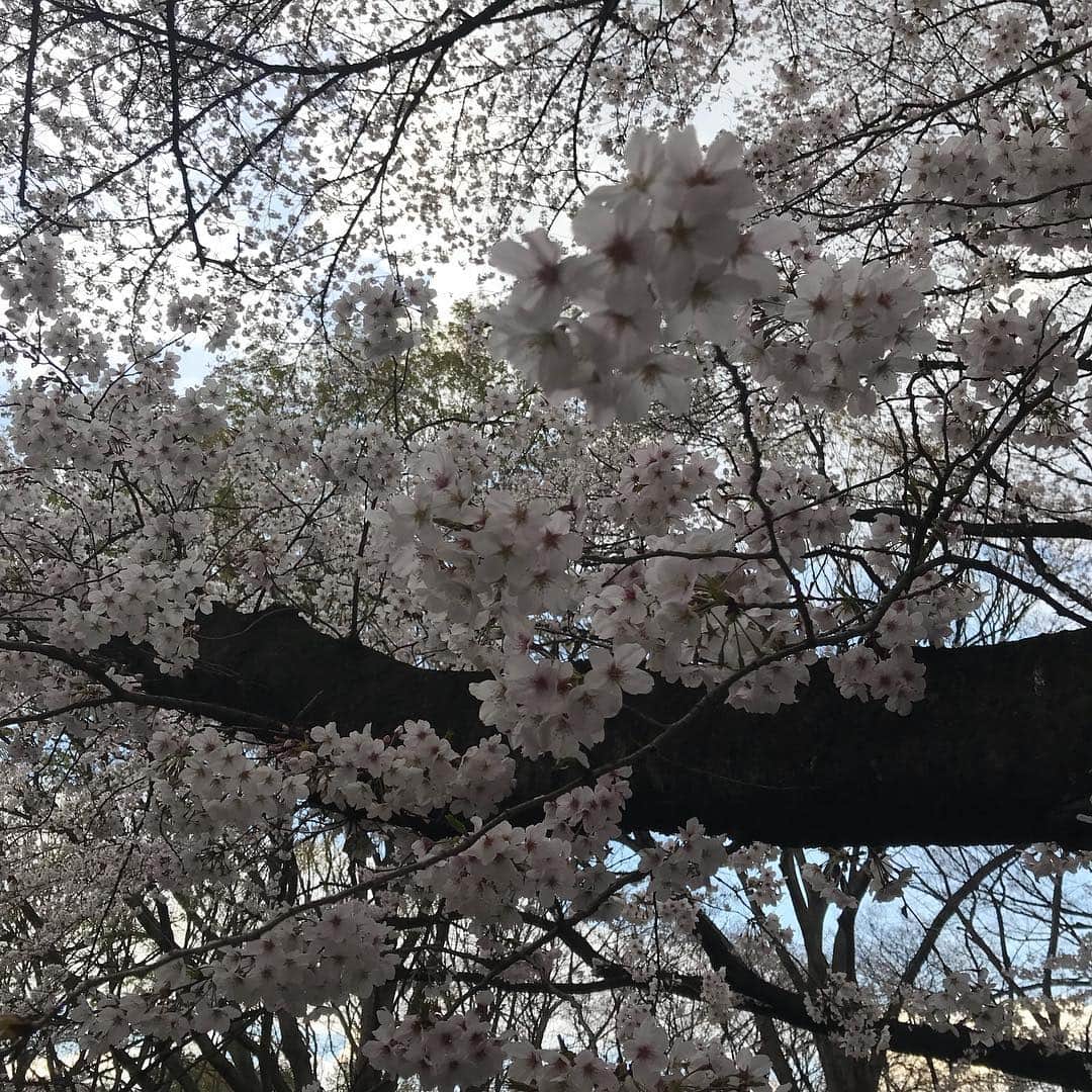前田典子さんのインスタグラム写真 - (前田典子Instagram)「#お花見 🌸 昨日はお花見日和でした 午前中は寒かったけど 午後から晴れて夕日もきれいだった #花冷え #アウトドア に あると便利な #春ダウン #ライトダウン @blauerusa_japan #ブラウアー  #さくらピンク 🌸」4月1日 10時27分 - maenorichang