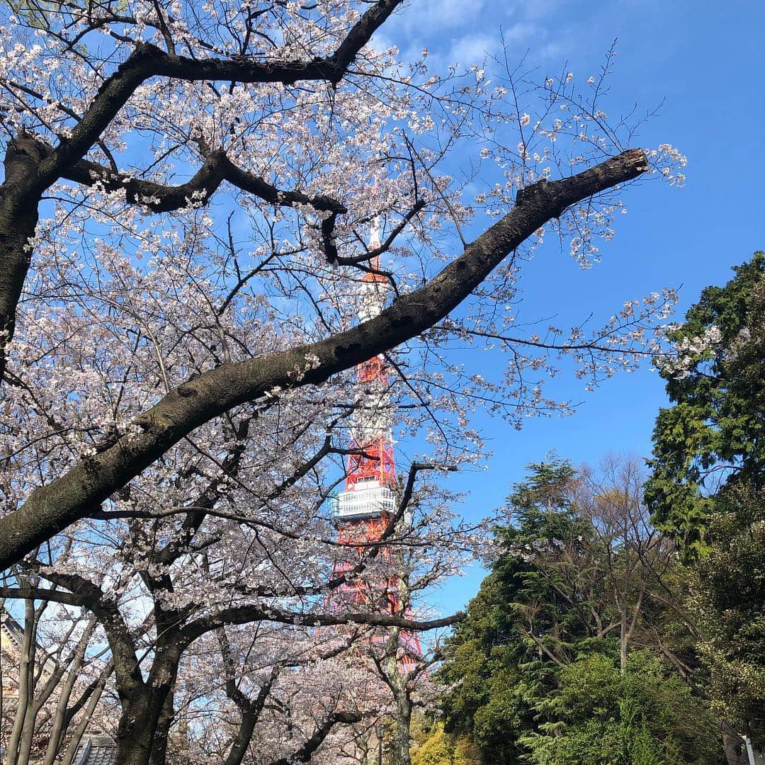 のインスタグラム：「今朝も出勤前に1人お花見ラン🏃‍♀️ しちゃった🌸 見逃してた芝公園周り😁 やっぱ日本の四季は最高だね‼️✨ #japanisbeautiful #cherryblossom #tokyo #japan  #お花見ラン #桜 #朝ラン #アスリート女医 #トライアスリート女医 #美容アンチエイジング専門医 #黒田愛美」