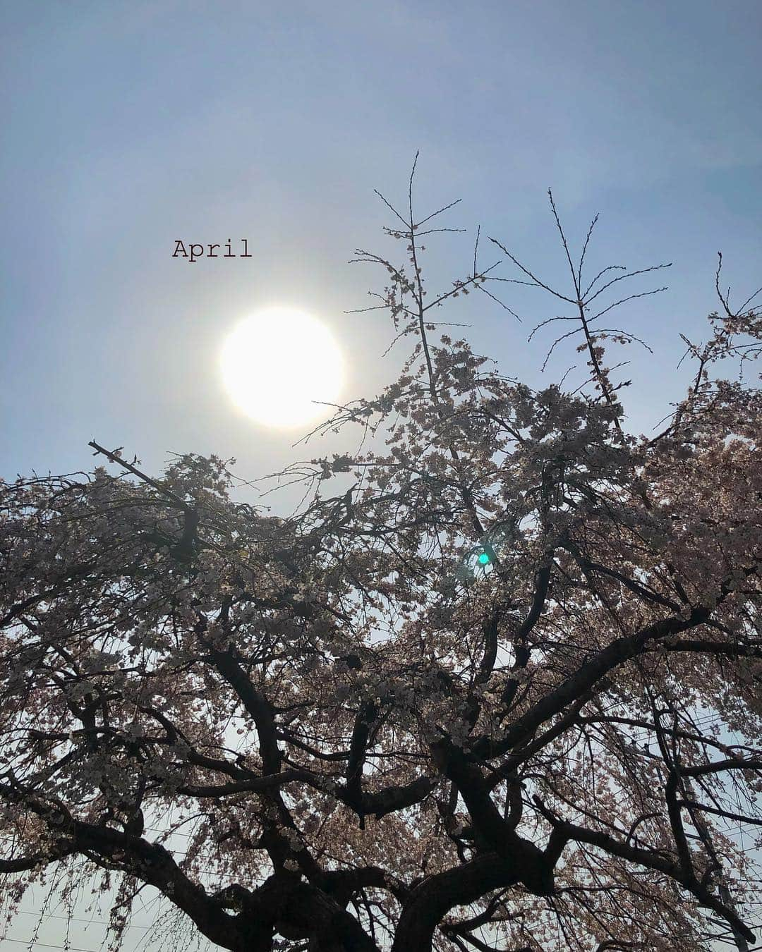 ayuさんのインスタグラム写真 - (ayuInstagram)「2019.4.1 April start 🌷 春だぁ〜〜〜 . そしてそろそろ新元号発表ですね！ ドキドキしながらテレビの前にスタンバイしています🥰 ワクワク！ワクワク！ . . めめの予想は「ペイヘイ」だそうです笑 ねねの予想は「うさぎさん」笑 .」4月1日 11時03分 - memeyuyu