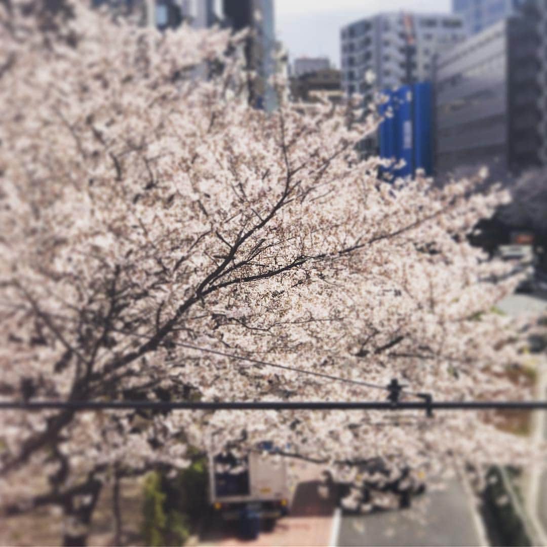 阿部洋子さんのインスタグラム写真 - (阿部洋子Instagram)「🌸 まだまだ咲いてる！ #さくら  #ご近所  #spring  #cherryblossom #新年度  #start」4月1日 11時05分 - hirocoring